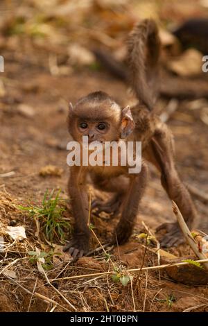 Pianure settentrionali grigio langur (Semnopithecus entellus) neonato. Parco Nazionale di Kanha, Madhya Pradesh, India Foto Stock