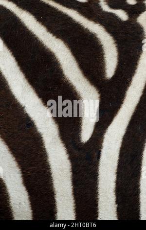 Plains zebra (Equus quagga), pattern cutaneo. Parco Nazionale di Serengeti, Tanzania Foto Stock