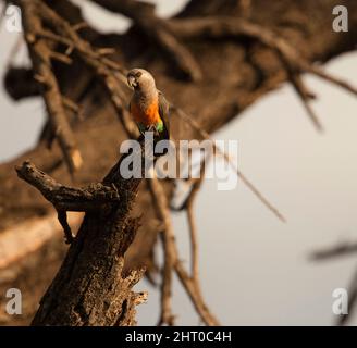 Pappagallo ribelle rosse (Poicephalus rufiventris) su un ramo morto. Riserva Nazionale di Samburu, Kenya Foto Stock