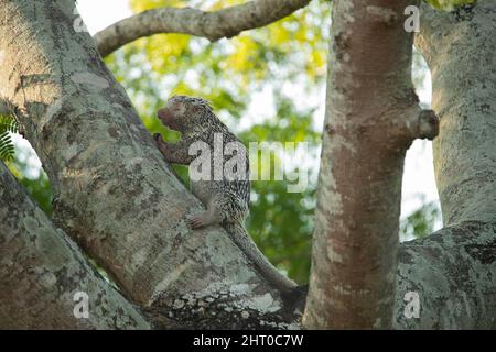 Porcupina brasiliana (Coendou prehensilis) che sale su un albero. È lungo da 66 a 97 cm, la metà di quella è la coda prehensile. Pantanal settentrionale, Mato Gro Foto Stock