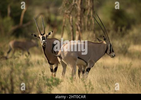 Coppia Beisa oryx (Oryx beisa). I maschi e le femmine hanno entrambi gli stessi corni lunghi e dritti, lunghi da 75 a 80 cm. Riserva Nazionale di Samburu, Kenya Foto Stock