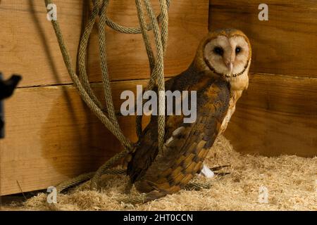 Fienile gufo (Tito alba) in un fienile, fissando il fotografo. Pennsylvania, Stati Uniti Foto Stock