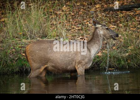 Sambar (Rusa unicolor) doe in piedi in acqua quasi al suo addome. Bandhavgarh National Park, Madhya Pradesh, India Foto Stock