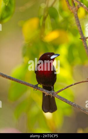 Tanager con becco d'argento (Ramphocelus carbo) maschio su un ramoscello che mostra la gola rossa. Le femmine hanno sottoparti rosse e più sfumate altre colorazioni. Nord Pant Foto Stock