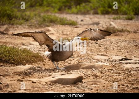 Alpratross ondulato (Phoebastria irrorata) su una spiaggia, che sbatte le sue ali. Isola di espanol (Hood), Isole Galapagos, Ecuador Foto Stock