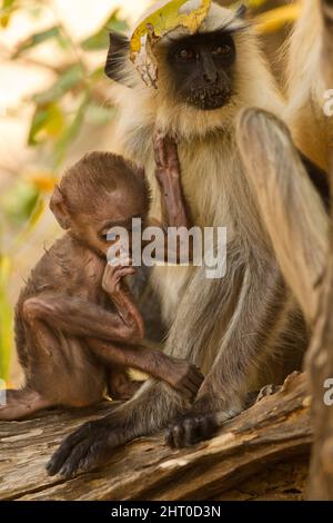 Pianure settentrionali grigio langur (Semnopithecus entellus), femminile e infantile. Pench National Park, Madhya Pradesh, India Foto Stock