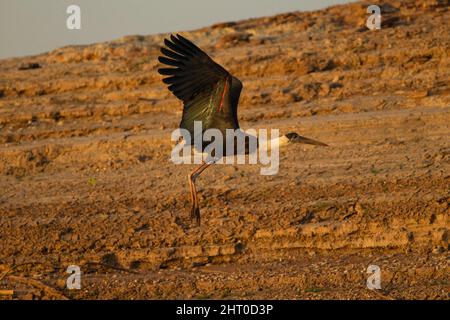 Cicogna a collo di lana (Ciconia episcopus) decollo. Parco Nazionale di Satpura, Madhya Pradesh, India Foto Stock