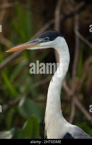 Ritratto in profilo dell'airone di Cocoi (Ardea cocoi). Pantanal, Mato Grosso, Brasile Foto Stock