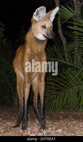 Lupo maneggiato (Chrysocyon brachyurus), su un sentiero di notte. Il Pantanal, Mato Grosso, Brasile Foto Stock