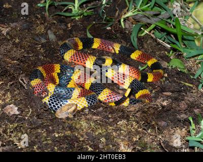 Serpente di corallo costaricano (Micrurus nigrocinctus) avvolto sul fondo della foresta. Vulcano Arenal, Costa Rica Foto Stock