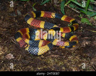 Serpente di corallo costaricano (Micrurus nigrocinctus) avvolto sul fondo della foresta. Vulcano Arenal, Costa Rica Foto Stock