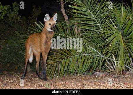 Lupo maneggiato (Chrysocyon brachyurus), su un sentiero di notte. Il Pantanal, Mato Grosso, Brasile Foto Stock