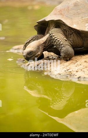 Indefatigable Island tartaruga (Chelonoidis porteri) bere. Isola di Santa Cruz (indefatigabile), Isole Galapagos, Equadorl Foto Stock