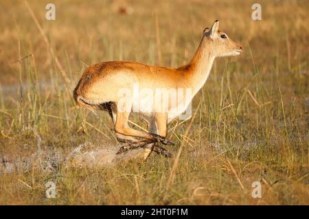 Lechwe rosso (Kobus leche), femmina che corre veloce. Riserva di Moremi, Botswana Foto Stock