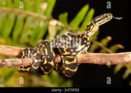 Tappeto python (Morelia spilota cheynei) su un ramo, testa sollevata, flyking è lingua. Nativo di Queensland, Australia Foto Stock