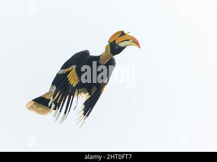 Grande hornbill (Buceros bicornis) in volo. Kaziranga National Park, Madhya Pradesh, India Foto Stock