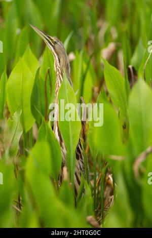 Bittero americano (Botaurus lentiginosus) in vegetazione palustre. Florida, Stati Uniti Foto Stock