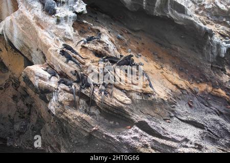 L'iguana marina (Amblyrhynchus cristatus) si raggruppa su una scogliera assorbendo il calore dal sole più lontano che si nutra nel mare. Fernandina (Narborough), Galapa Foto Stock