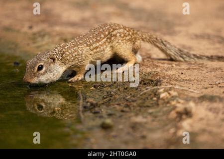 Scoiattolo macinato messicano (Ictidomys mexicanus in un pozzo d'acqua, bere. Texas, Stati Uniti Foto Stock