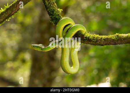 Vipera di palma di caffè (Bothriechis lateralis) avvolta su un ramo. Può avere una lunghezza superiore a un metro, ma è generalmente inferiore a 80 cm. Vulcano Arenal, Foto Stock