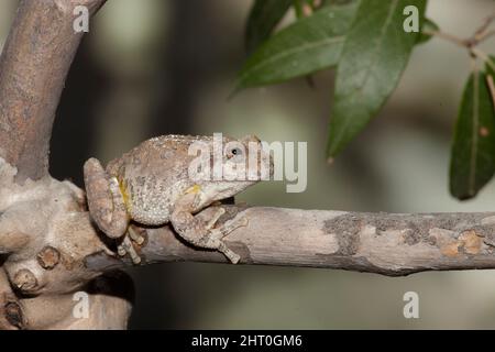 Rana canyon (Hyla arenicolor), accoccolata su ramo sottile, lunga circa 5 cm. Madera Canyon, Santa Rita Mountains, Arizona, Stati Uniti Foto Stock