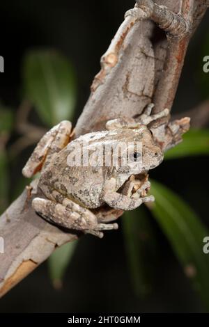 Rana canyon (Hyla arenicolor), accoccolata su ramo sottile, lunga circa 5 cm. Madera Canyon, Santa Rita Mountains, Arizona, Stati Uniti Foto Stock