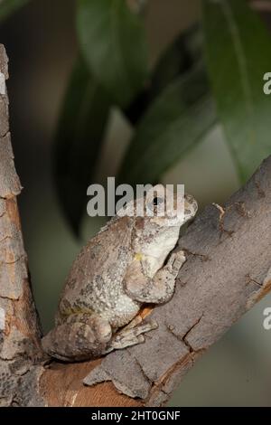 Rana canyon (Hyla arenicolor), accoccolata su ramo sottile, lunga circa 5 cm. Madera Canyon, Santa Rita Mountains, Arizona, Stati Uniti Foto Stock