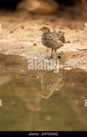 Quaglia scalata (Callipola squamata) da un pool. Rio Grande Valley, Texas meridionale, Stati Uniti Foto Stock