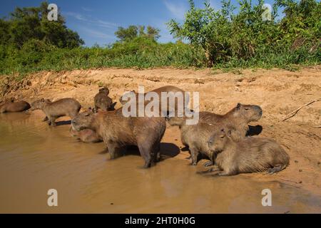 Capybaras (Hydrochoerus hydrochaeris), gruppo di famiglia su una riva del fiume. Pantanal, Mato Grosso, Brasile Foto Stock