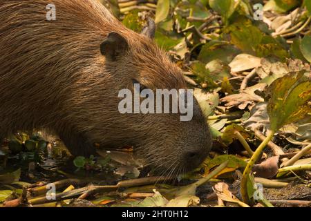 Capybara (Hydrochoerus hydrochaeris), testa di un capybara che rotola in lettiera della foglia. Pantanal, Mato Grosso, Brasile Foto Stock