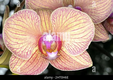 Primo piano di un fiore di Orchidea che cresce in giardino su uno sfondo sfocato Foto Stock