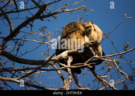 Scimmia urlatrice nera (Alouatta caraya) giovane animale con un alto adulto in un albero. Praticano l'allomothering - le femmine si prenderanno cura dei lattanti altro tha Foto Stock