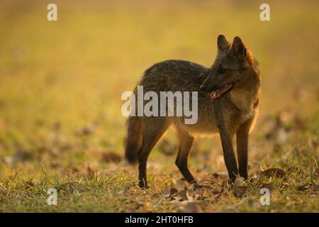 Caccia alla volpe che mangia granchio (Cerdocyon thous). Pantanal, Mato Grosso, Brasile Foto Stock