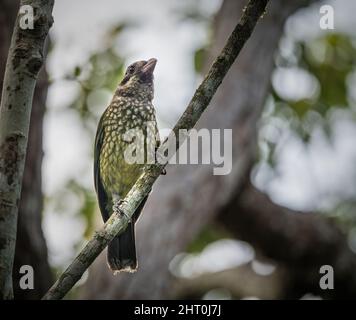 Un catbird avvistato si trova arroccato su un ramo di albero della foresta pluviale sul Peterson Creek a Yungaburra sulle Atherton Tablelands in QLD, Australia. Foto Stock