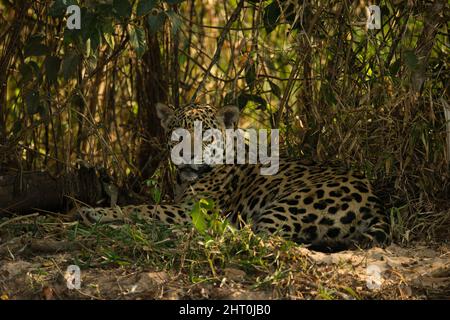 Giaguaro (Panthera onca), maschio che riposa su una riva del fiume. Pantanal, Mato Grosso, Brasile Foto Stock