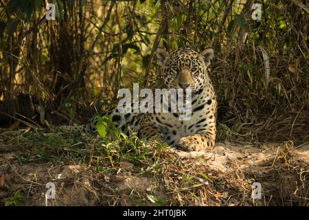 Giaguaro (Panthera onca), maschio che riposa su una riva del fiume. Pantanal, Mato Grosso, Brasile Foto Stock