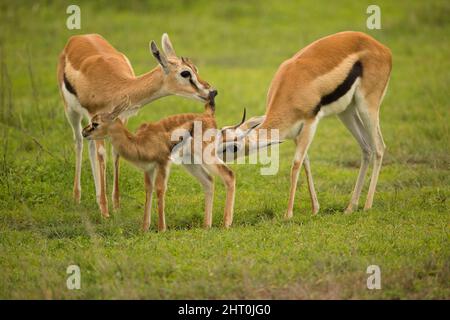 Le gazzelle di Thomson (Eudorcas thomsonii) due adulti e un pegno. Parco Nazionale di Serengeti, Tanzania Foto Stock