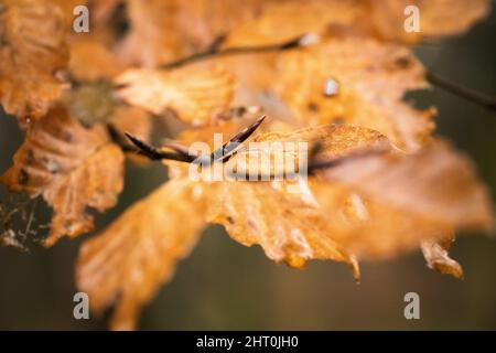 Un primo piano di faggi colorati in una foresta nella riserva naturale in autunno, Paesi Bassi Foto Stock