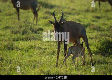 Topo (Damaliscus korrigum) madre che allatta un vitello. Masai Mara National Reserve, Kenya Foto Stock