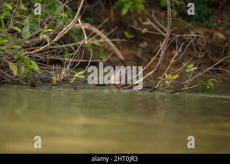 Lontra neotropico (Lontra longicaudis) da una riva del fiume. Pantanal, Mato Grosso, Brasile Foto Stock