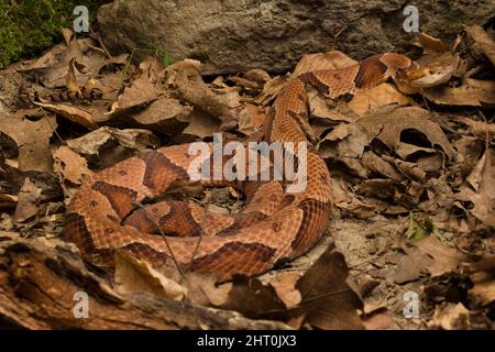 Testa di copperone settentrionale (Agkistrodon contortrix mokasen) in lettiera di foglie. Pennsylvania, Stati Uniti Foto Stock