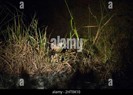 Ocelot (Leopardus pardalis) caccia di notte, fotografata dalla trappola della macchina fotografica. Pantanal, Mato Grosso, Brasile Foto Stock