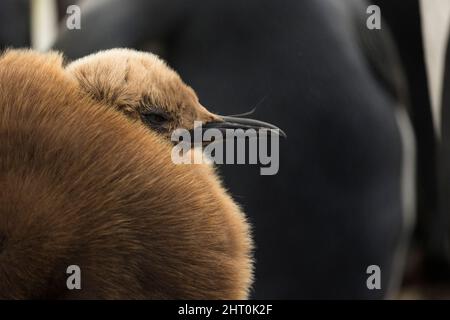 Pinguino re (Appenodytes patagonicus) pulcino, da vicino, vicino alla schiena del genitore. Punto volontario, Isole Falkland Foto Stock