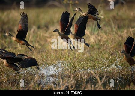 Anatra minore (Dendrocygna javanica) membri di un gregge che prende il volo da un pozzo. Keoladeo Ghana National Park, Rajasthan, India Foto Stock