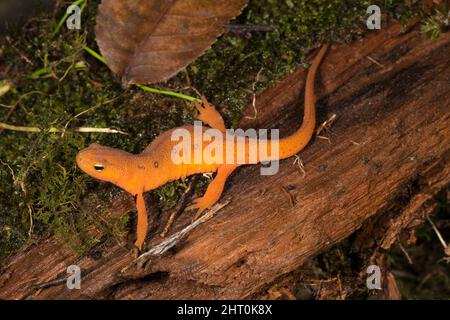 Novoftalmus viridens palcoscenico terrestre, acquatico, con colorazione arancione brillante. Pennsylvania, Stati Uniti Foto Stock