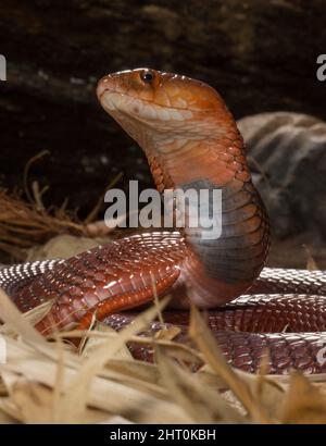 La cobra sputata rossa (Naja pallida) spruzzerà veleno negli occhi di un predatore, o umano, causando dolore, non uccidendo ma sfigurando. Origine: Afri orientale Foto Stock