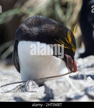 Pinguino macaroni (Eudyptes chrisolophus) che raccoglie materiale nidificante. Isola di bleaker, Isole Falkland Foto Stock