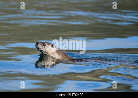 Lontra del fiume settentrionale (Lontra canadensis) nel fiume Yellowstone, Hayden Valley, calcite Springs Overlook, Yellowstone National Park, Wyoming, Uniti Foto Stock