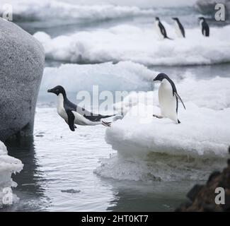 Adelie pinguino (Pygoscelis adeliae) tuffandosi in acqua da un gallone di ghiaccio. Bluff marrone, Penisola Antartica, Antartide Foto Stock
