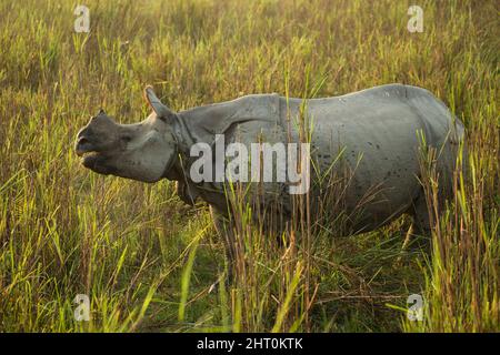 Rinoceronte indiano (rinoceros unicornis) in erba. Kaziranga National Park, Madhya Pradesh, India Foto Stock